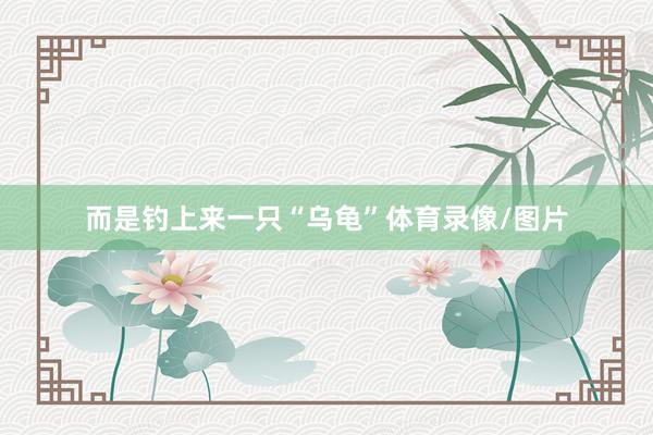 而是钓上来一只“乌龟”体育录像/图片